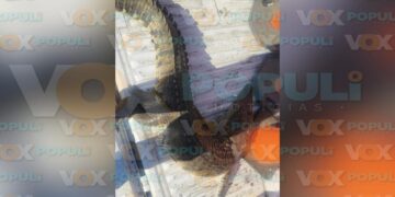 cocodrilo atropellado en Altamira