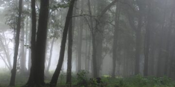 conservación de bosques Tamaulipas