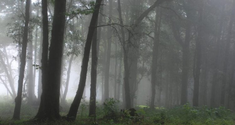conservación de bosques Tamaulipas