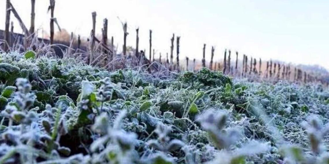 heladas en Miquihuana en diciembre 2025