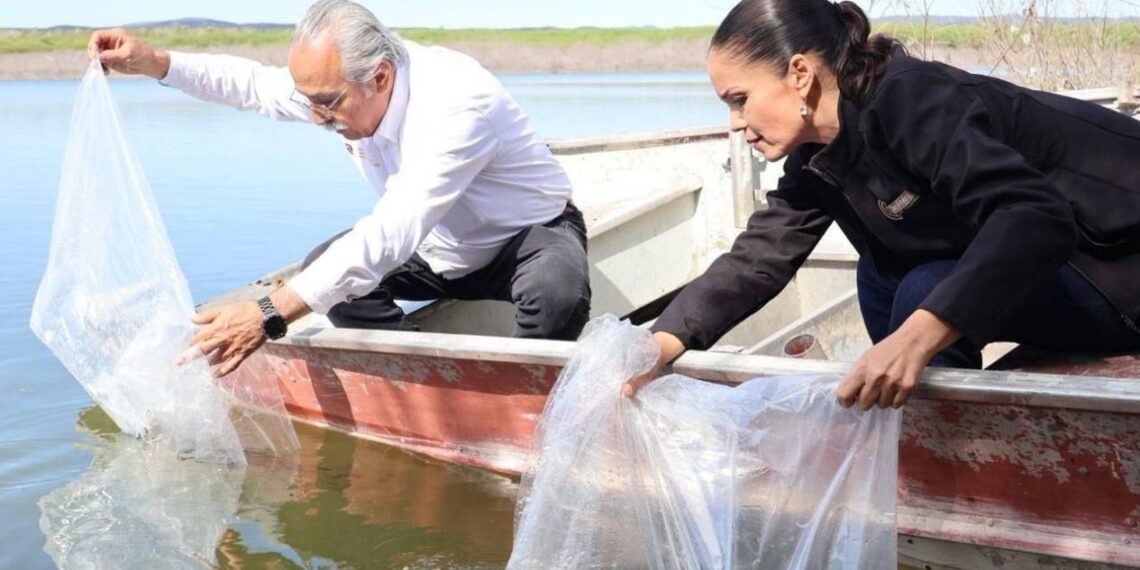 liberación de alevines de tilapia en jiménez