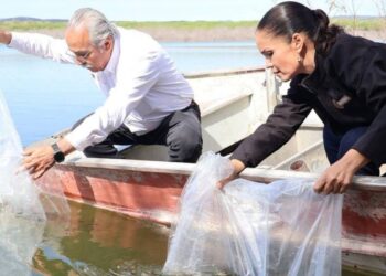 liberación de alevines de tilapia en jiménez