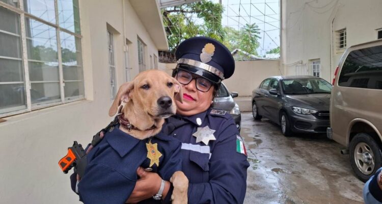 perro rescatado por Tránsito Tampico
