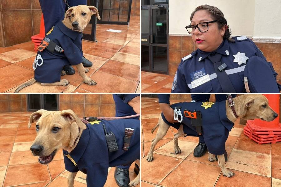 perro rescatado por Tránsito Tampico