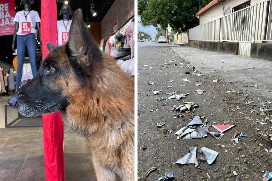 pirotecnia y mascotas Ciudad Victoria