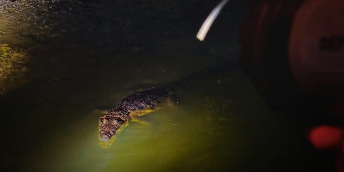 recorridos nocturnos cocodrilos Tampico