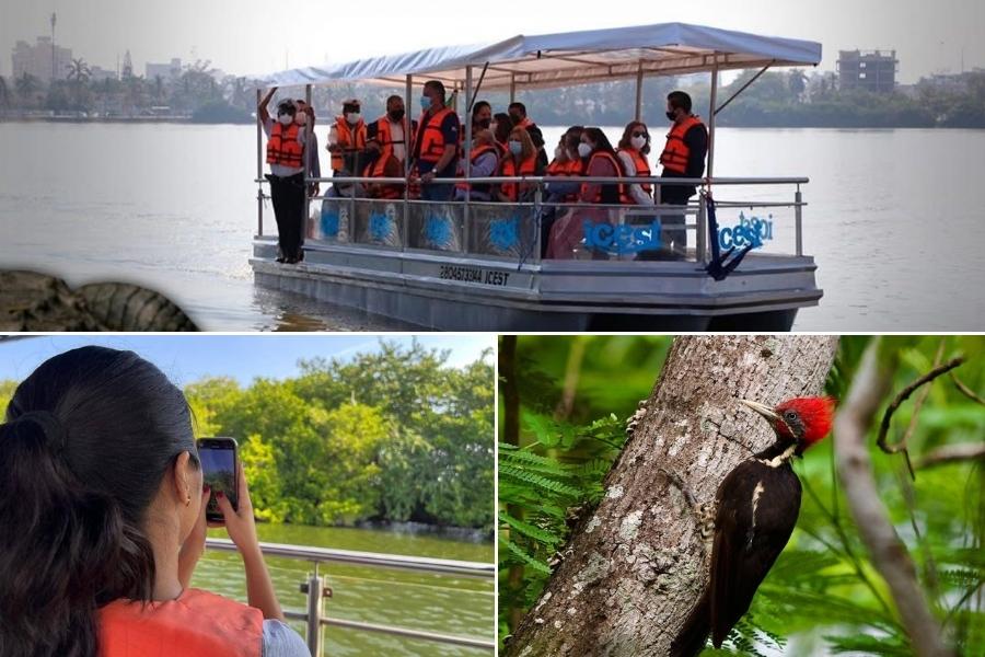 recorridos nocturnos cocodrilos Tampico