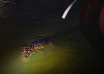 recorridos nocturnos cocodrilos Tampico