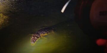 recorridos nocturnos cocodrilos Tampico
