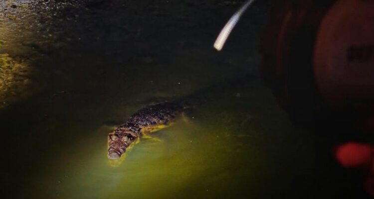 recorridos nocturnos cocodrilos Tampico