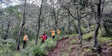 territorio con vegetación forestal Tamaulipas