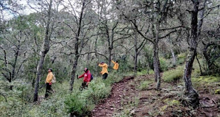 territorio con vegetación forestal Tamaulipas