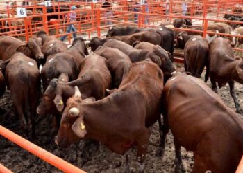 gusano barrenador Veracruz Tamaulipas