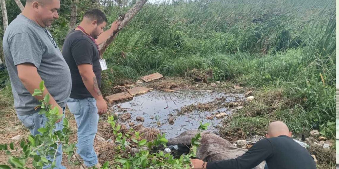 Atienden a caballo en Madero