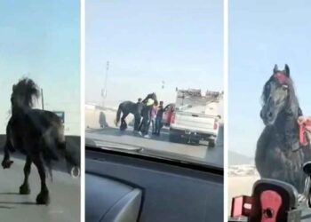 Caballo se vuelve viral tras aparecer en avenida de Monterrey, NL
