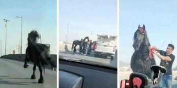 Caballo se vuelve viral tras aparecer en avenida de Monterrey, NL