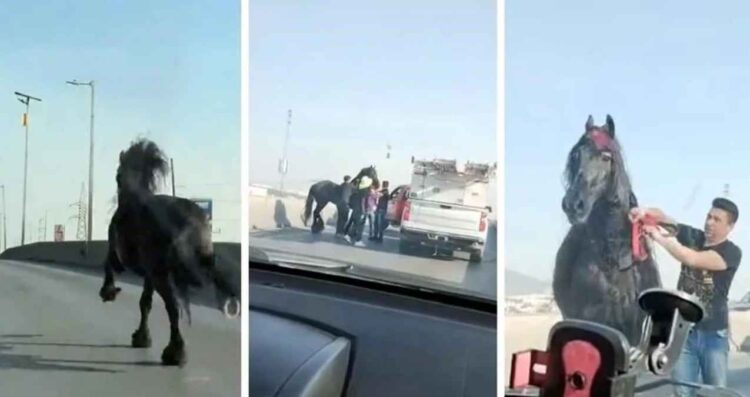 Caballo se vuelve viral tras aparecer en avenida de Monterrey, NL