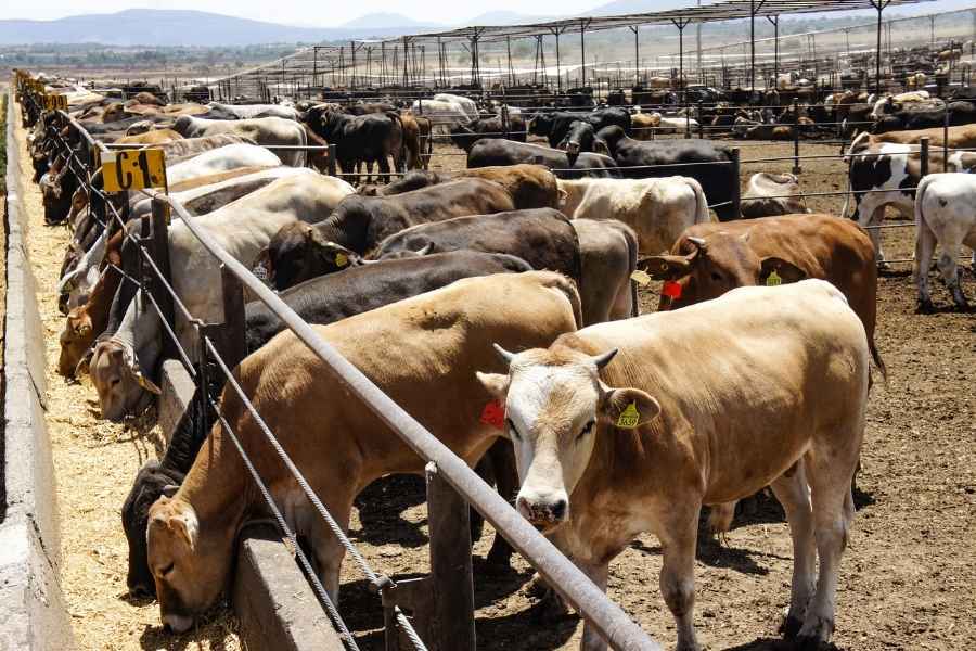 Casos de gusano barrenador podrían liberar presupuesto extraordinario en Tamaulipas