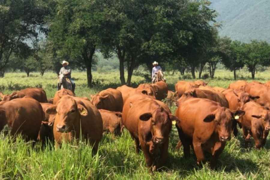 Diputado Canturosas Villarreal advierte pérdidas millonarias y exige reabrir exportación de ganado