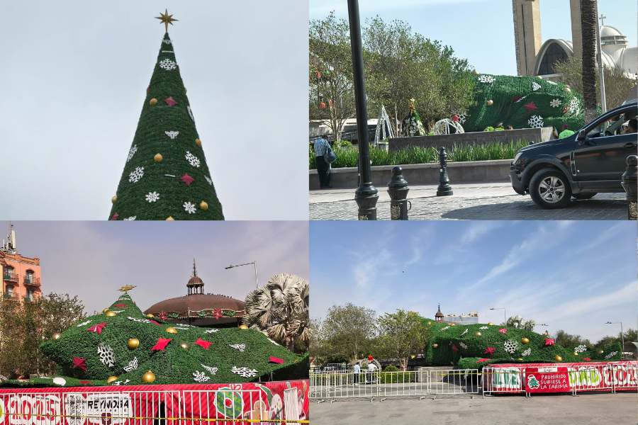 Fuertes vientos derriban Pino Navideño gigante en Reynosa, Tamaulipas