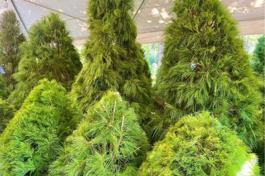 Gobierno de Matamoros, Tamaulipas, habilita centro de acopio para pinos navideños