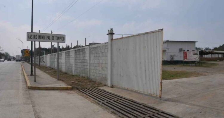 Gusano barrenador frena ingreso de ganado y reduce actividad en rastro de Tampico, Tamaulipas