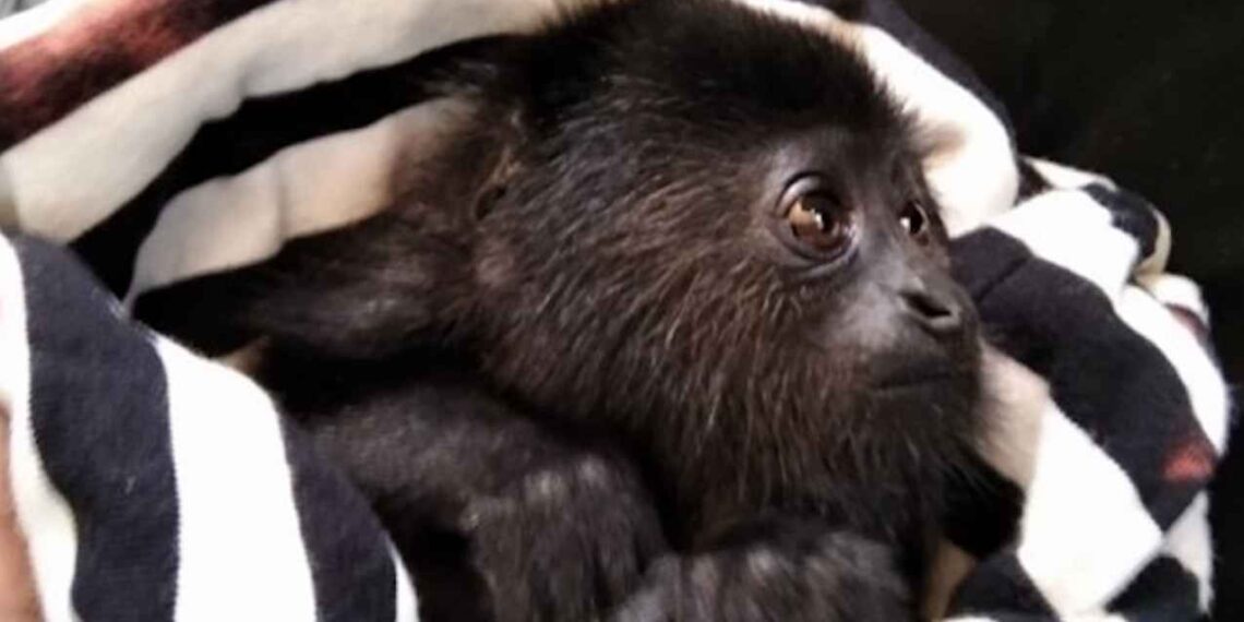 Muere mono saraguato por gusano barrenador y enciende alerta ambiental en Chiapas