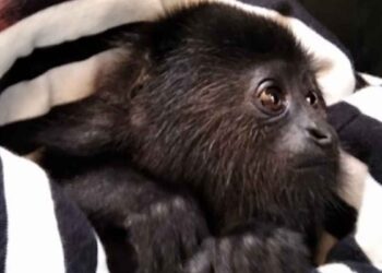 Muere mono saraguato por gusano barrenador y enciende alerta ambiental en Chiapas