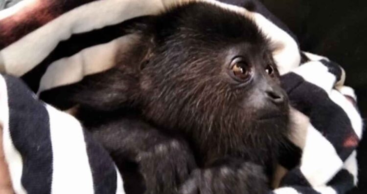 Muere mono saraguato por gusano barrenador y enciende alerta ambiental en Chiapas