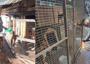 Perritos rescatados en Victoria