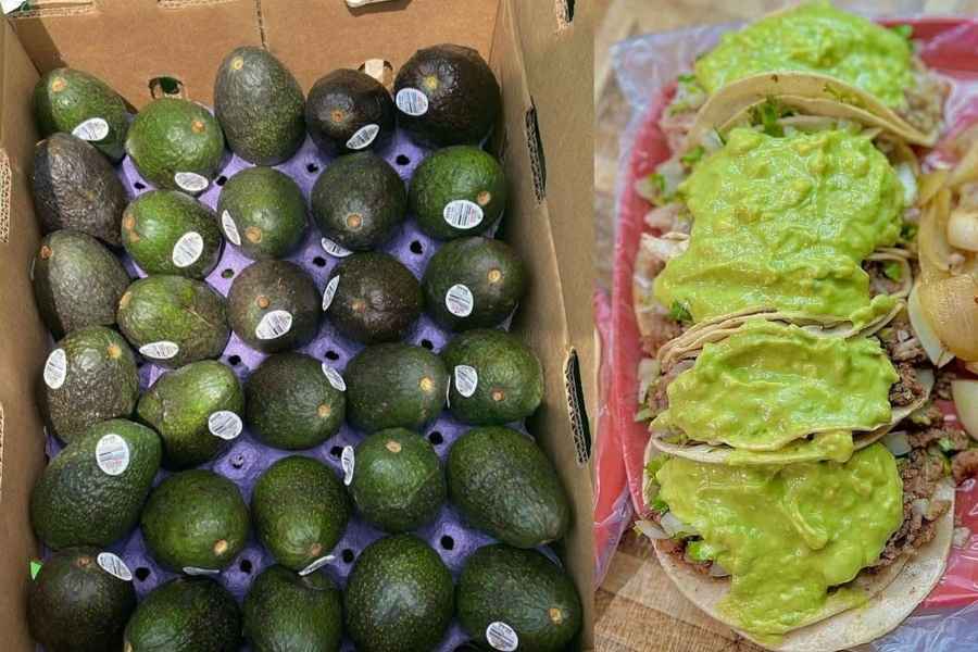 Precio del aguacate 2026 en Tamaulipas