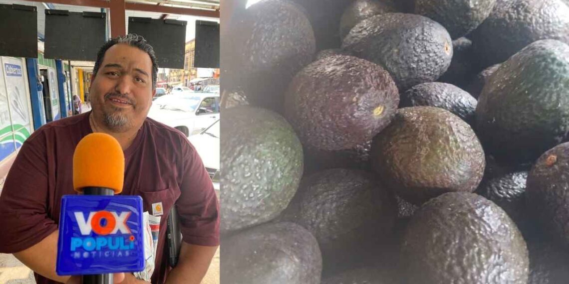 Precio del aguacate 2026 en Tamaulipas