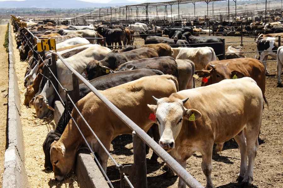 Productores alzan la voz por el presupuesto para combatir al gusano barrenador en Tamaulipas