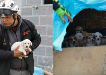 Protección Civil de Nuevo León rescata a 7 cachorros y a su madre del frío en Apodaca