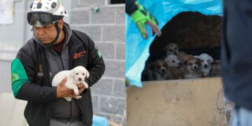 Protección Civil de Nuevo León rescata a 7 cachorros y a su madre del frío en Apodaca