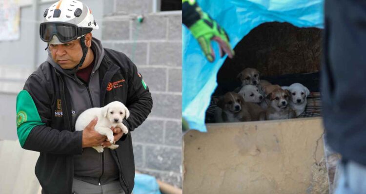 Protección Civil de Nuevo León rescata a 7 cachorros y a su madre del frío en Apodaca