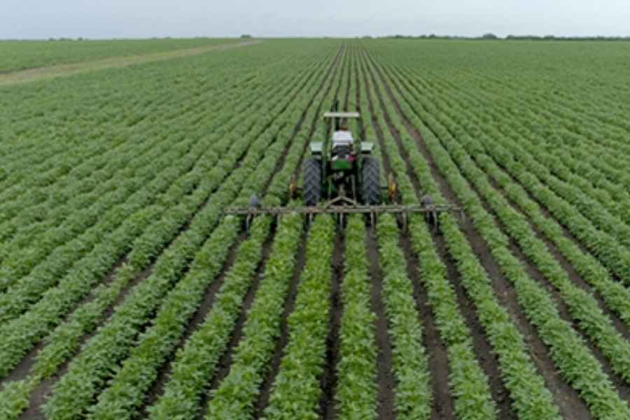 Próximo frente frío no causaría daños al campo del norte de Tamaulipas