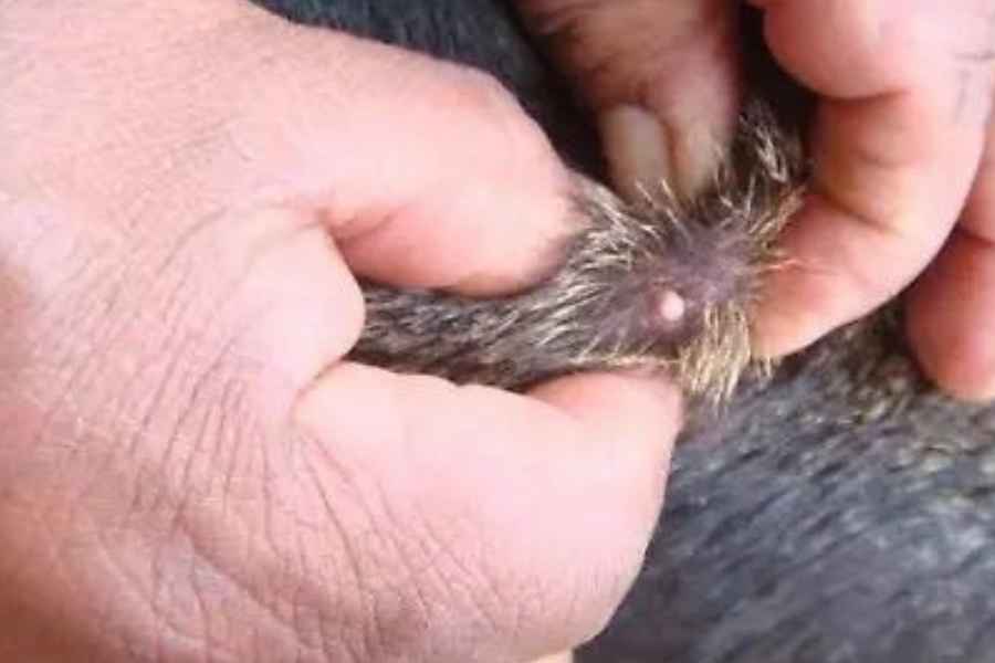 Refuerzan cerco sanitario en Ciudad Madero, Tamaulipas tras detectar gusano barrenador en perro doméstico