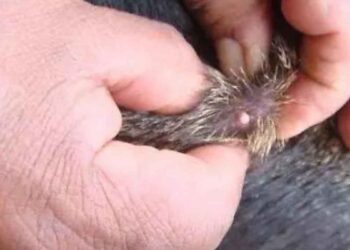 Refuerzan cerco sanitario en Ciudad Madero, Tamaulipas tras detectar gusano barrenador en perro doméstico