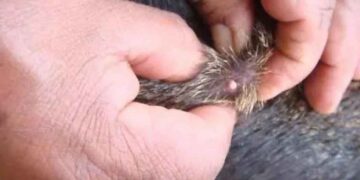 Refuerzan cerco sanitario en Ciudad Madero, Tamaulipas tras detectar gusano barrenador en perro doméstico