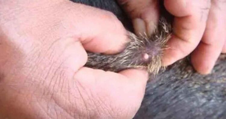 Refuerzan cerco sanitario en Ciudad Madero, Tamaulipas tras detectar gusano barrenador en perro doméstico