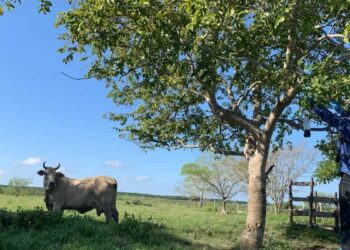 Refuerzan vigilancia ante riesgo de gusano barrenador en el río Pánuco, en Tampico, Tamaulipas