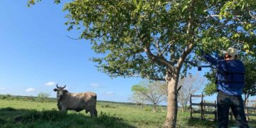 Refuerzan vigilancia ante riesgo de gusano barrenador en el río Pánuco, en Tampico, Tamaulipas
