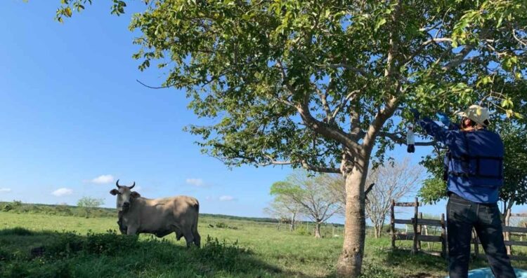 Refuerzan vigilancia ante riesgo de gusano barrenador en el río Pánuco, en Tampico, Tamaulipas