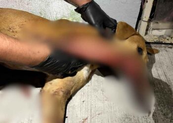 agresiones arma blanca animales