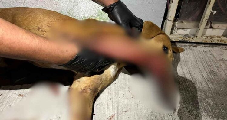 agresiones arma blanca animales