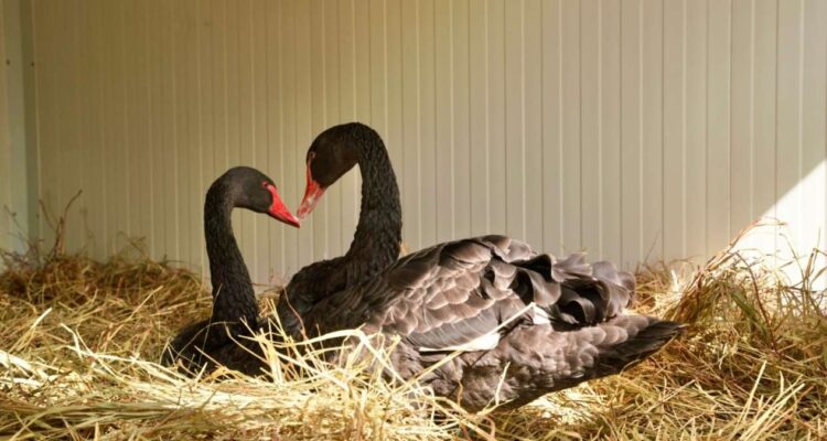 animales zoológico nuevo laredo en invierno