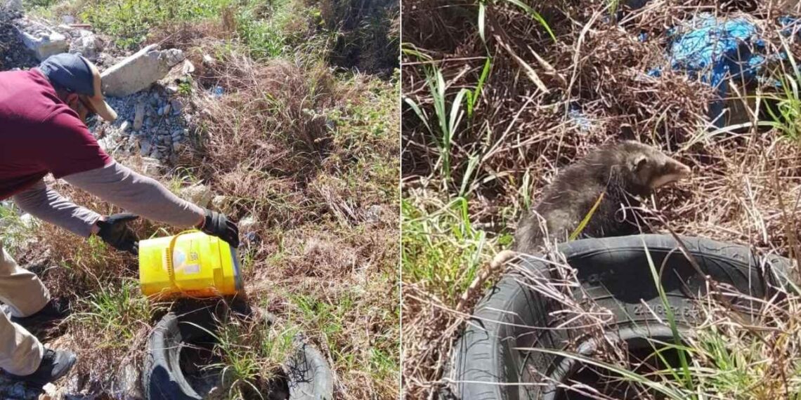 Bomberos Victoria rescatan animal