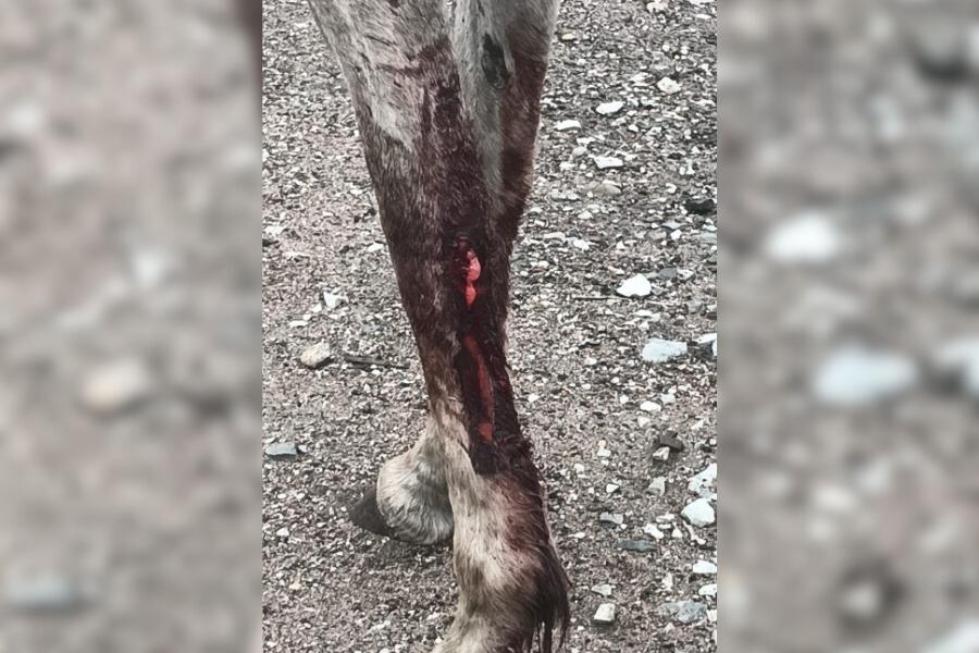 caballo abandonado Ciudad Madero