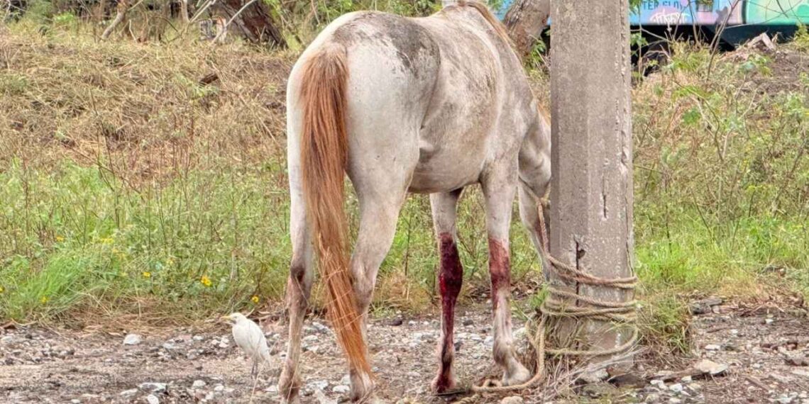 caballo abandonado Ciudad Madero